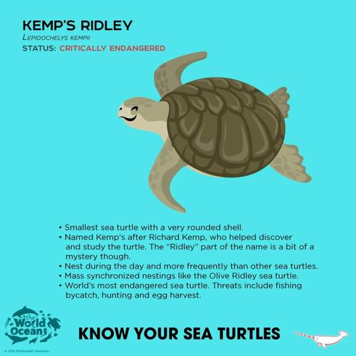 sea turtle op headquarters,Sea Turtle OP Headquarters: A Comprehensive Guide