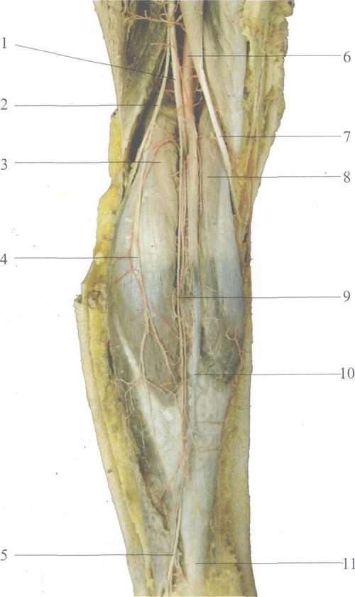 post op peroneal tendon surgery,Understanding Peroneal Tendon Surgery