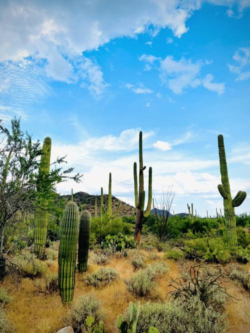 skp saguaro co op of az,SKP Saguaro Co-op of AZ: A Comprehensive Overview